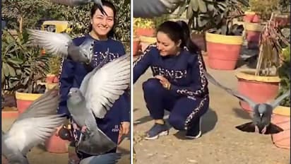गजब बाबा की चेली का अंदाज, बर्ड फ्लू खतरे के बीच कबूतरों को दाना डालते दिखीं हनीप्रीत