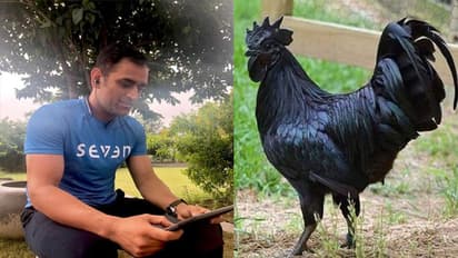 ధోనీ బిజినెస్కి బర్డ్ ఫ్లూ సెగ.. కీలక నిర్ణయం