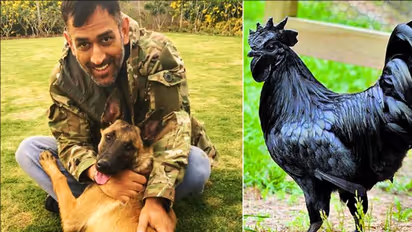 కఢక్‌నాథ్ కోళ్లకు క్రేజ్ పెంచేసిన మహేంద్ర సింగ్ ధోనీ... తెలుగు రాష్ట్రాల్లో నల్లకోడికి...