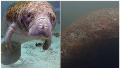 കടല്പ്പശുവിന്റെ ശരീരത്തില് ട്രംപ് എന്ന് എഴുതി അജ്ഞാതര്; അക്രമിയെ കണ്ടെത്താന് വന്തുക പ്രതിഫലം