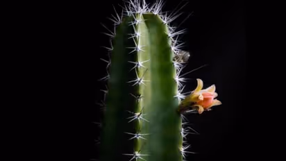 'പെറൂവിയന്‍ ആപ്പിള്‍' എന്ന മധുരമുള്ള പഴം തരുന്ന കള്ളിമുള്‍ച്ചെടി