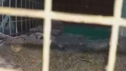 নাইলন ব্যাগের আড়ালে কোটি টাকার তক্ষক পাচারের চেষ্টা, পুলিশের জালে ২ পাচারকারী