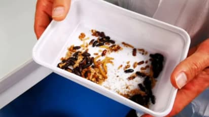 അല്‍പം മഞ്ഞപ്പുഴു വറുത്തതായാലോ?; യൂറോപ്പില്‍ ഇനി 'ഇന്‍സെക്ട് ഫുഡ്' കാലം