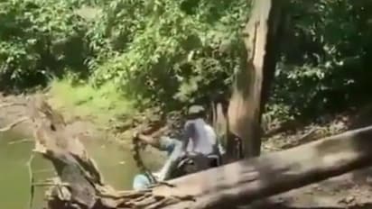 ഉഗ്രവിഷമുള്ള രാജവെമ്പാലയുടെ കടിയിൽ നിന്ന് തലനാരിഴയ്ക്ക് രക്ഷ; വീഡിയോ