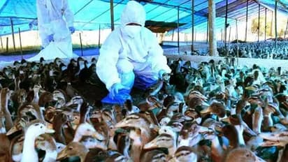 ভয়ঙ্কর 'Bird Flu' আতঙ্কে স্বস্তি, মুরগীর মাংস নিয়ে বড় ঘোষণা কেন্দ্রের, উপকৃত সাধারণ মানুষ