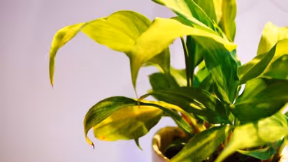 പ്രിയപ്പെട്ട ചെടികളുടെ ഇലകള്‍ കടലാസുപോലെ വരണ്ടുണങ്ങിയോ? വിഷമിക്കേണ്ട, കാരണങ്ങള്‍ അറിഞ്ഞ് പരിപാലിക്കാം