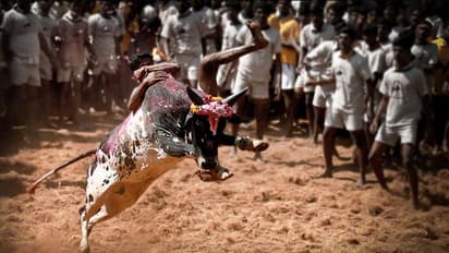 ಹಾವೇರಿ: ಪ್ರೀತಿಯ ಅಪ್ಪುಗಾಗಿ ಮಿಡಿದ ಮನ, ಹೋರಿ ಬೆದರಿಸೋ ಹಬ್ಬವೇ ಸ್ಥಗಿತ..!