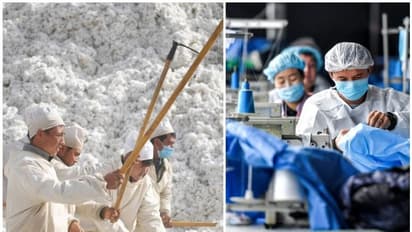 ഉയ്ഗര് മുസ്ലിംകളെ അടിമപ്പണിയെടുപ്പിക്കുന്നു; ഷിൻജാങ്ങിൽ നിന്നുള്ള പരുത്തിക്ക് വിലക്കേർപ്പെടുത്തി അമേരിക്ക