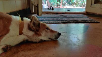 కుక్క మీద అమితమైన ప్రేమ.. ఘనంగా దశదిన కర్మ