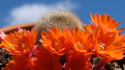 കള്ളിമുള്ച്ചെടിയോട് പ്രിയമുള്ളവരാണോ? ഇതാ, ഓറഞ്ച് പൂക്കള് വിടരുന്ന കള്ളിച്ചെടികൾ