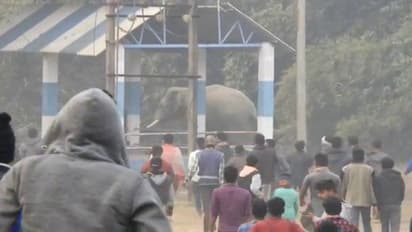 ২৪ ঘণ্টায় পরপর ৩ জনের মৃত্য়ু, বিশ্বকর্মার বাহনকে তুষ্ট করতে 'হাতিবুড়ির' পুজো