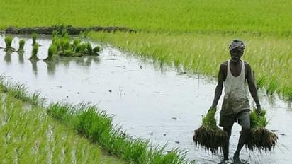 കേരളത്തിലെ നെല്ല് ഉൽപ്പാദനം വർധിച്ചു: കാർഷിക മേഖലയിലെ മുന്നേറ്റം വിശദമാക്കി സാമ്പത്തിക അവലോകന റിപ്പോർട്ട്
