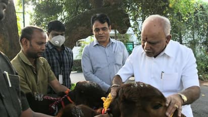 ಸಂಕ್ರಾಂತಿ ಗೋಪೂಜೆ ನೆರವೇರಿಸಿದ ಸಿಎಂ ಬಿಎಸ್ ಯಡಿಯೂರಪ್ಪ