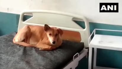 ആശുപത്രിക്കിടക്കയില്‍ പട്ടി; ഉത്തര്‍പ്രദേശിലെ സര്‍ക്കാര്‍ ആശുപത്രികളുടെ അവസ്ഥ!