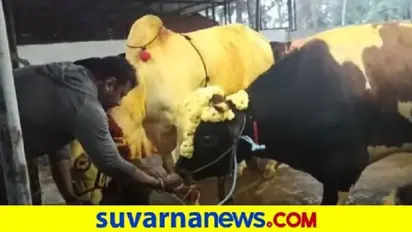 ಚಾಲೆಂಜಿಂಗ್ ಸ್ಟಾರ್ ಸಂಕ್ರಾಂತಿ ಸಂಭ್ರಮ.. ಕಿಚ್ಚು ಹಾಯಿಸಿದ ದಚ್ಚು! ವಿಡಿಯೋ