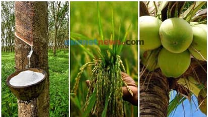 റബ്ബർ തറവില കൂട്ടി, നെല്ല്, നാളികേരം എന്നിവയുടെ സംഭരണവില കൂട്ടി, പുതിയ വില ഇങ്ങനെ