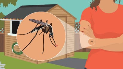 ஒவ்வொரு பருவ காலத்திலும் நீங்கள் கொசுக்களைப் பற்றி எச்சரிக்கையாக இருக்க வேண்டிய முதல் 4 காரணங்கள்