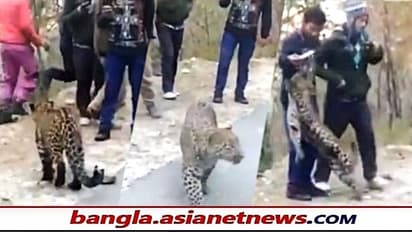 চিতাবাঘ না পোষা বেড়াল - পর্যটকদের গায়ে উঠে খেলাধূলা, ভাইরাল হিমাচলের ভিডিও