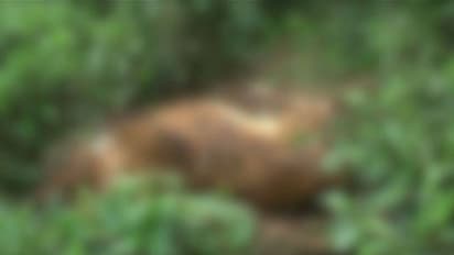 കടുവ ആക്രമണ ഭീതിയിൽ മൂന്നാറിലെ തോട്ടം മേഖല