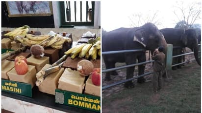 സഞ്ചാരികള്ക്ക് കാഴ്ചയൊരുക്കി മുതുമലയിലെ ആനയൂട്ട്; ആദിവാസികള്ക്കൊപ്പം പൊങ്കല് ആഘോഷിച്ച് പൊലീസും