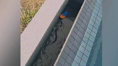 വീട്ടിലെ സ്വിമ്മിങ് പൂളില്‍ ലോകത്തിലെ ഏറ്റവും വിഷമുള്ള പാമ്പ്; വീഡിയോ വൈറല്‍