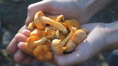 ಹುತ್ತದಲ್ಲಿ ಬೆಳೆಯುವ ಅಣಬೆಗೆ ಭಾರೀ ಬೇಡಿಕೆ..!