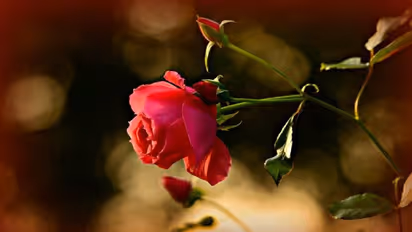 പനിനീര്‍ച്ചെടിയെ ബാധിക്കുന്ന അസുഖങ്ങളും പ്രതിരോധ മാര്‍ഗങ്ങളും