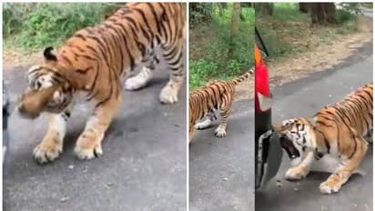 കടുവ കടിച്ചുവലിച്ചു, കേടായ കാര് യാത്രികരുമായി നീങ്ങി, പിന്നെ സംഭവിച്ചത്!