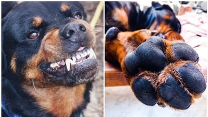 ഭക്ഷണം വൈകി; അന്‍പത്തിയെട്ടുകാരനെ ചെവി കടിച്ചെടുത്ത് കൊലപ്പെടുത്തി നായ്ക്കള്‍