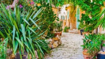 বাড়ির বাগানে-ব্যালকনিতে এই গাছগুলো নেই তো, সংসারে আসতে পারে ঘোর বিপদ