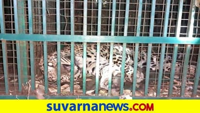 ಗಂಗಾವತಿ: ಅಡುಗೆಭಟ್ಟನನ್ನ ತಿಂದು ತೇಗಿದ್ದ ಚಿರತೆ ಸೆರೆ, ನಿಟ್ಟುಸಿರು ಬಿಟ್ಟ ಗ್ರಾಮಸ್ಥರು..!