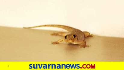 ಹಲ್ಲಿಯಿಂದ ತಿಳಿಯಬಹುದು ಭವಿಷ್ಯ...ಹಲ್ಲಿಗೆ ಸಂಬಂಧಿಸಿದ ಶುಭ-ಅಶುಭ ವಿಚಾರಗಳು