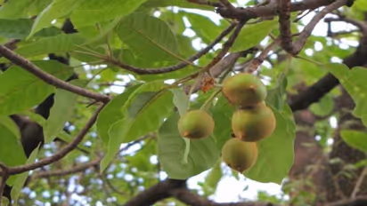 इसी फल से बनती है देसी शराब, एक-दो नहीं, अनगिनत बीमारियों की है दवाई