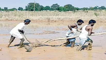 కొనే స్థోమత లేక.. కాడెద్దులైన కొడుకులు... ఓ రైతు దయనీయ స్థితి..