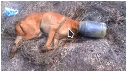 തലയില് കുപ്പി കുടുങ്ങി ദുരിതത്തിലായി തെരുവ് നായക്ക് രക്ഷകരായി എമര്ജെന്സി റെസ്ക്യു ടീം