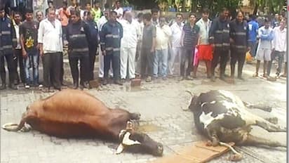 MP गजब है:अब जहरीली शराब पीने से 5 गायों की मौत, नशे में धुत होकर लोगों को मार रहीं..जानिए पूरा मामला