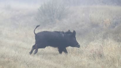 ഇടുക്കി നെടുങ്കണ്ടത്ത് കാട്ടുപന്നിയുടെ ആക്രമണത്തില് തൊഴിലാളികള്ക്ക് പരുക്ക്