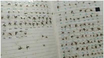 ടെന്‍ഷന്‍ കുറക്കാന്‍ കൊതുകുകളെ കൊന്ന് പുസ്തകത്തിലൊട്ടിച്ചു വയ്ക്കും, വിചിത്രമായ വിനോദമുള്ള പെണ്‍കുട്ടി