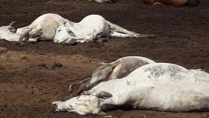 MP में शॉकिंगः अवैध शराब को पानी समझ पी गईं गायें, 5 की तड़पकर मौत..अफसरों को माफ नहीं करेंगी बेजुबान