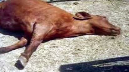 ಕೂಡಗಿಯಲ್ಲಿ ಗೋಹಂತಕನ ಹೆಡೆಮುರಿ ಕಟ್ಟಿದ ಪೊಲೀಸರು