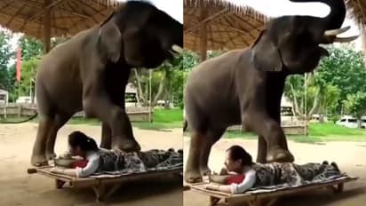 মহিলাকে বডি ম্যাসাজ দিচ্ছে হাতি, সোশ্যাল মিডিয়ায় ব্যাপকভাবে ভাইরাল এই ভিডিও