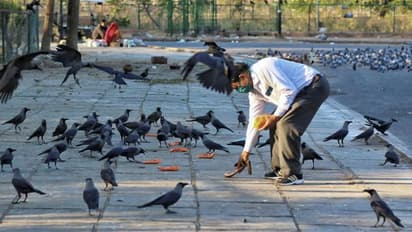 दिल्ली: मृत पाए गए 15 कौओं में बर्ड फ्लू मिला, 26 जनवरी तक लाल किले में सार्वजनिक एंट्री पर बैन