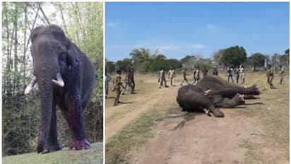 ഒടുവില്‍ ബൊക്കാപുരത്തെ കാട്ടുകൊമ്പന്‍ യാത്രയായി; അന്ത്യം ചികിത്സ നല്‍കാന്‍ മയക്കുവെടി വെച്ചതിനെ തുടര്‍ന്ന്