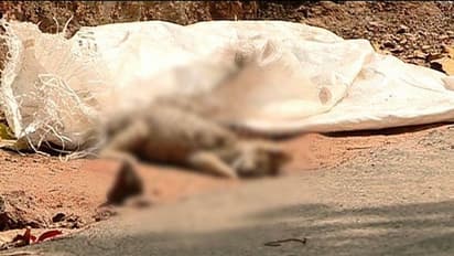 മൂന്ന് പൂച്ചകുഞ്ഞുങ്ങളെ കഴുത്തില് കരുക്കിട്ട് കൊന്നശേഷം വഴിയില് ഉപേക്ഷിച്ചു