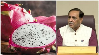 ഇനിമുതല് 'കമലം'; ഡ്രാഗണ് ഫ്രൂട്ടിന് പുതിയ പേരുമായി ഗുജറാത്ത് സര്ക്കാര്