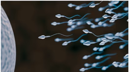 কমে যাচ্ছে পুরুষের শুক্রাণুর সংখ্যা, চাঞ্চল্যকর গবেষণায় 'দায়ী' প্যারাসিটামল আর রাসায়নিক