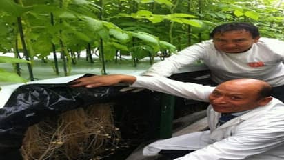 भारतीय वैज्ञानिकों ने हवा में ही उगा दिए आलू, अब नहीं पड़ेगी खेती के लिए जमीन की जरुरत