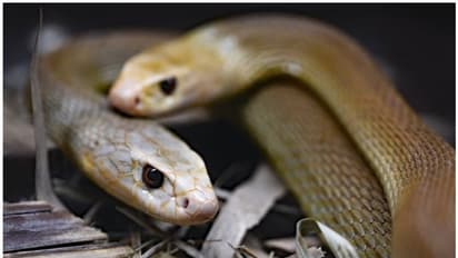 എഴുപത്തിരണ്ടോളം വിഷമുള്ള പാമ്പുകൾക്കൊപ്പം 72 മണിക്കൂർ ചെലവിട്ട് ഗിന്നസ് റെക്കോർഡിലിടം നേടിയ മനുഷ്യന്!