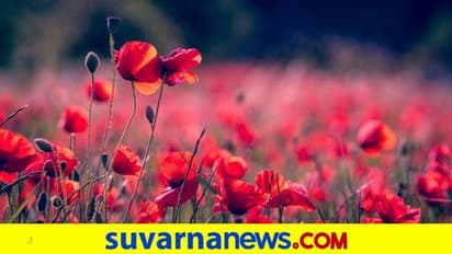 ಹುಡುಗೀರನ್ನು ಪ್ರೀತಿಯಲ್ಲಿ ಕೆಡವಲು ಹುಡುಗರಿಗೆ ಈ ಬಣ್ಣವೇ ಬಹ್ಮಾಸ್ತ್ರ!