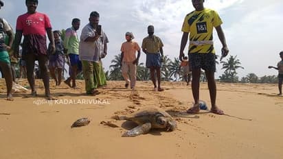 കരമടിവലയില്‍ അപൂര്‍വ്വയിനം കടലാമ; കടലിലേക്ക് തിരികെ വിട്ട് മത്സ്യത്തൊഴിലാളികള്‍